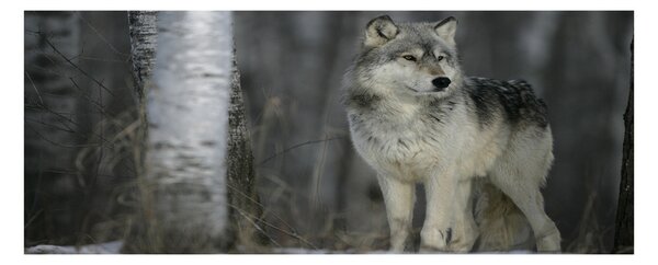 Moderný obraz fotografie na akrylu Sivý vlk