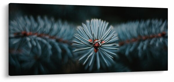 Obraz vetvičky ihličnatého stromu (120x50 cm)