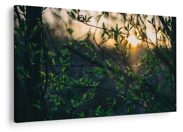 Obraz presvitajúceho slnka cez vetvičky stromov (90x60 cm)