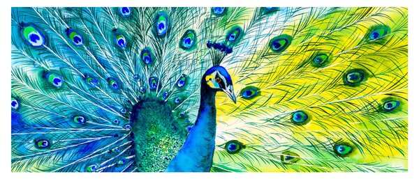 Obraz páva (120x50 cm)