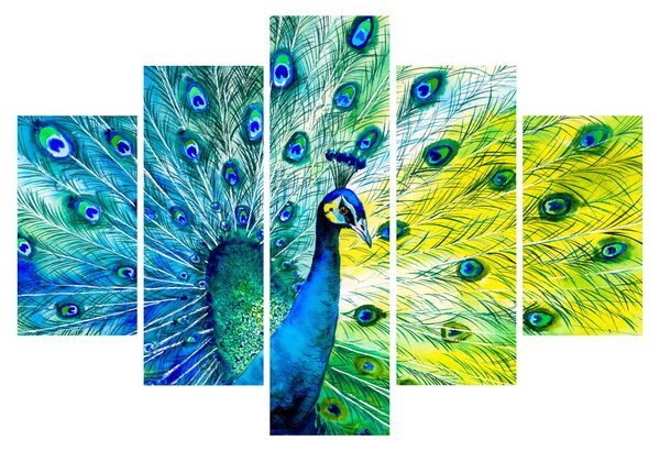 Obraz páva (150x105 cm)