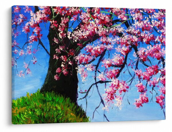 Obraz maľované rozkvitnuté čerešne (70x50 cm)