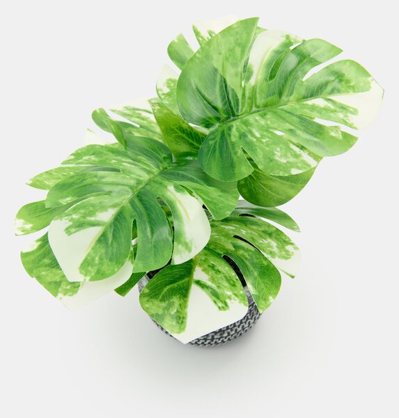 Sinsay - Okrasná rastlina v kvetináči – monstera - zelená