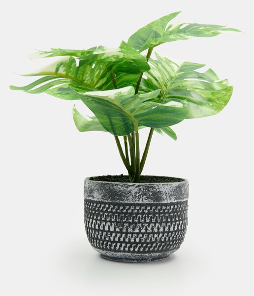 Sinsay - Okrasná rastlina v kvetináči – monstera - zelená