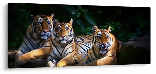Obraz - Tigrii bratia (120x50 cm)