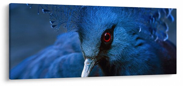 Obraz - Holub korunovaný (120x50 cm)