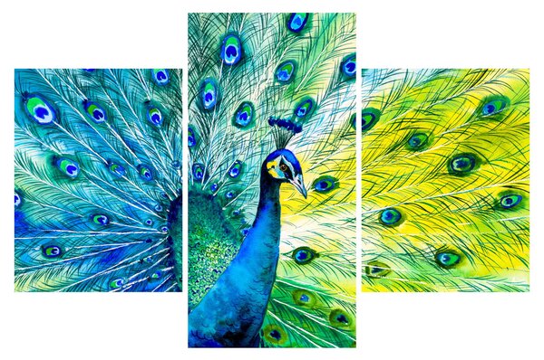 Obraz páva (90x60 cm)