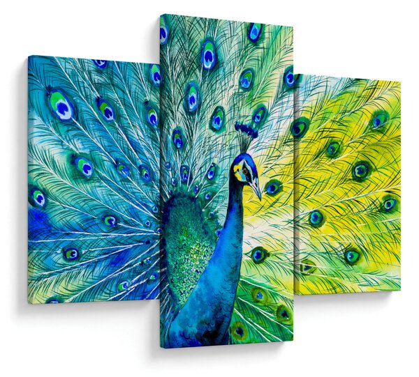 Obraz páva (90x60 cm)