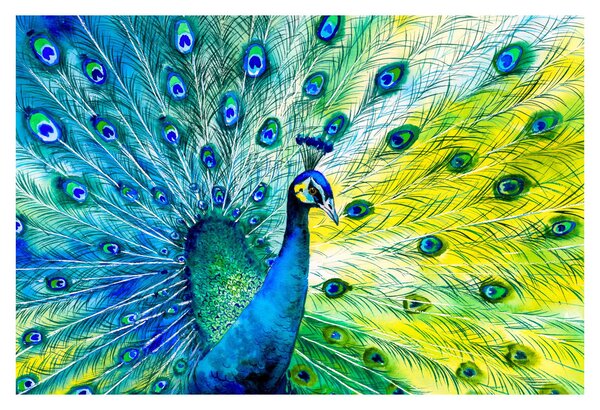 Obraz páva (90x60 cm)