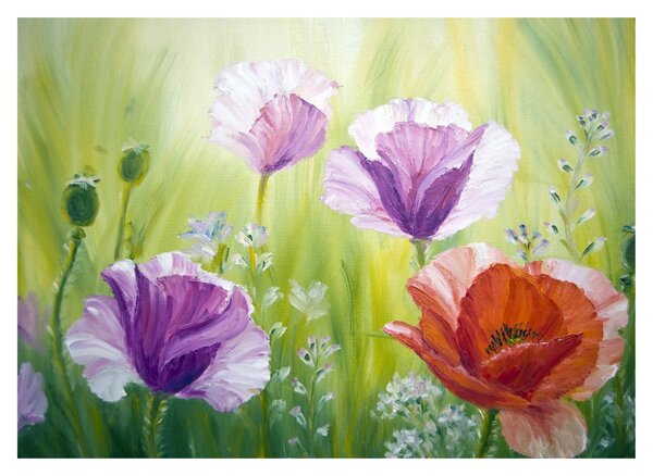 Obraz - Vlčie maky (70x50 cm)