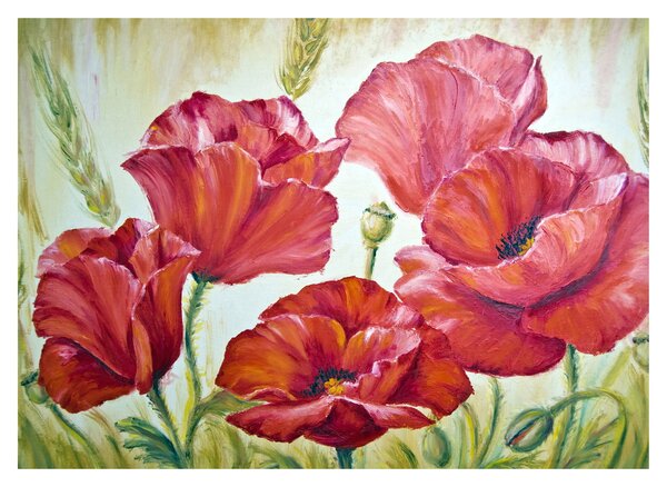 Obraz - Kvety vlčích makov (70x50 cm)