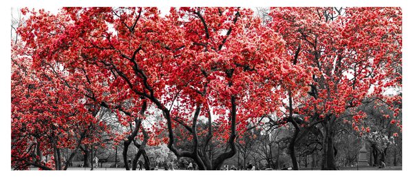 Obraz - Červené stromy, Central Park, New York (120x50 cm)
