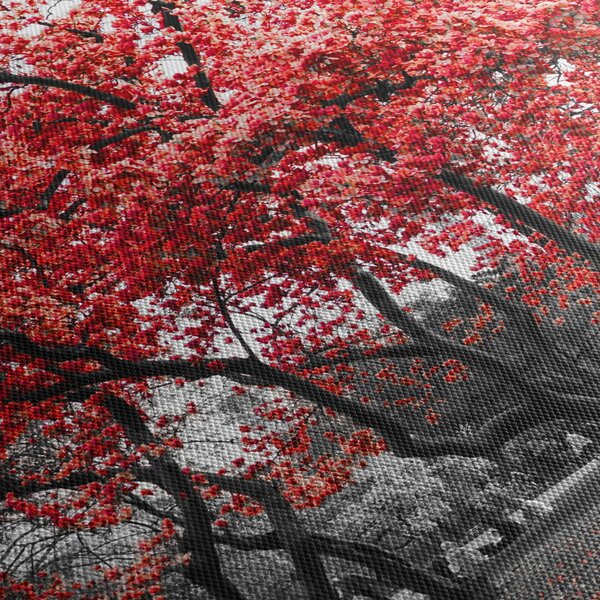 Obraz - Červené stromy, Central Park, New York (70x50 cm)