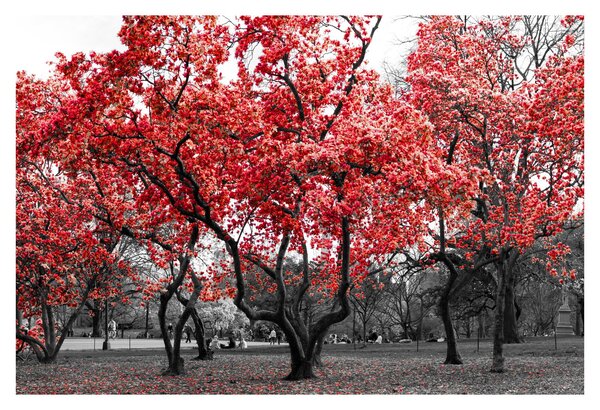 Obraz - Červené stromy, Central Park, New York (90x60 cm)