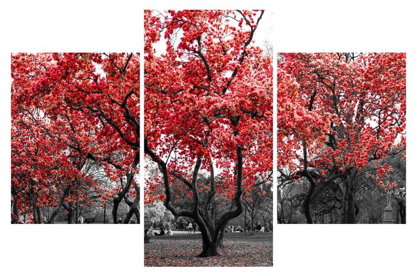 Obraz - Červené stromy, Central Park, New York (90x60 cm)