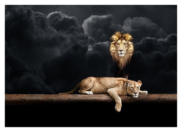 Obraz - Lev a levice v oblakoch (70x50 cm)