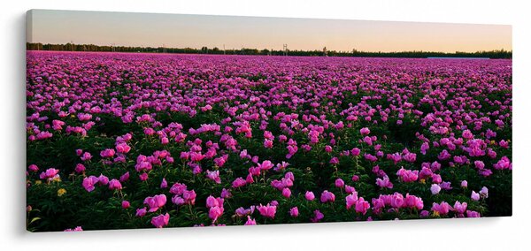 Obraz - Lúka fialových tulipánov (120x50 cm)