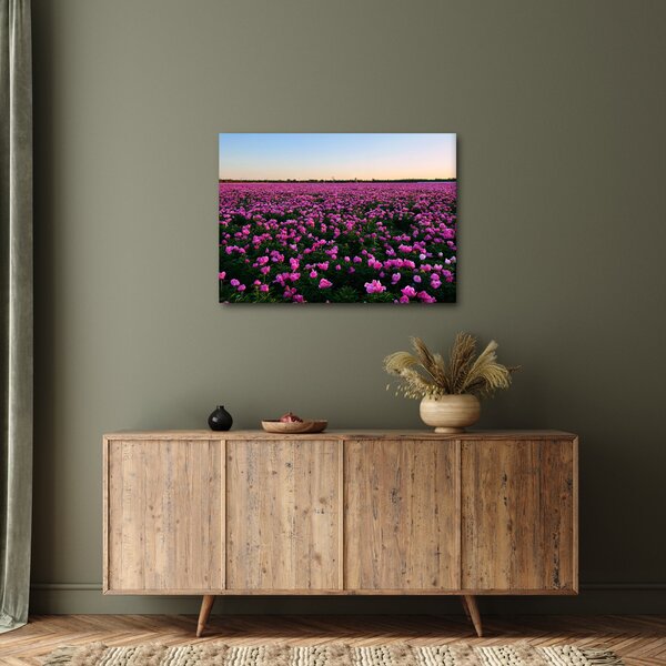 Obraz - Lúka fialových tulipánov (70x50 cm)