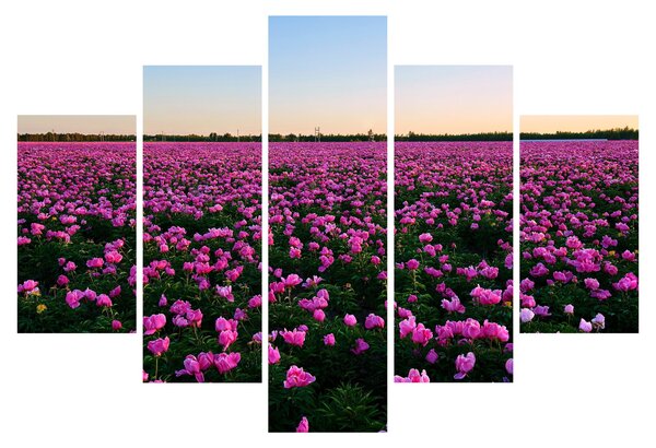 Obraz - Lúka fialových tulipánov (150x105 cm)