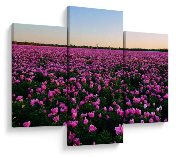 Obraz - Lúka fialových tulipánov (90x60 cm)