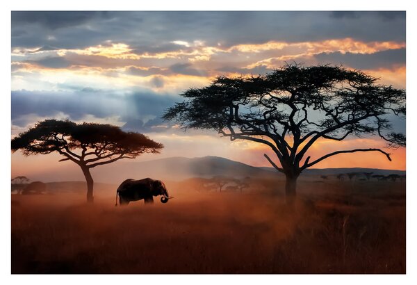 Obraz - Národný park Serengeti, Tanzánia, Afrika (90x60 cm)