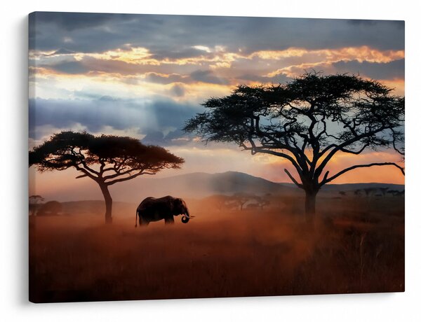 Obraz - Národný park Serengeti, Tanzánia, Afrika (70x50 cm)