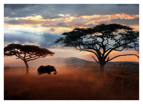 Obraz - Národný park Serengeti, Tanzánia, Afrika (70x50 cm)
