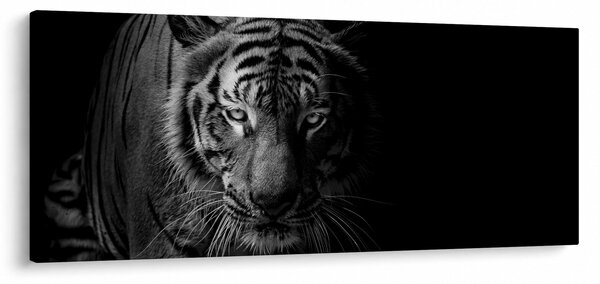 Obraz divokého tigra (120x50 cm)