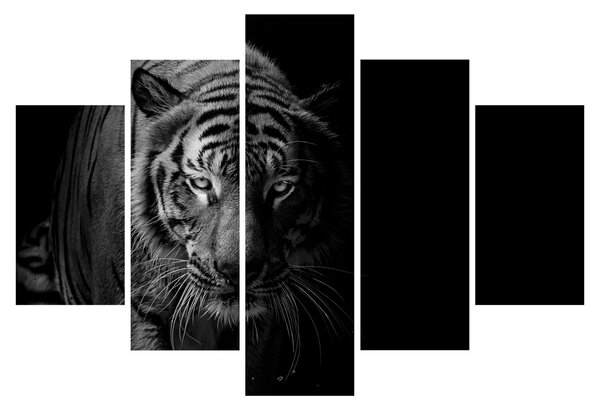 Obraz divokého tigra (150x105 cm)