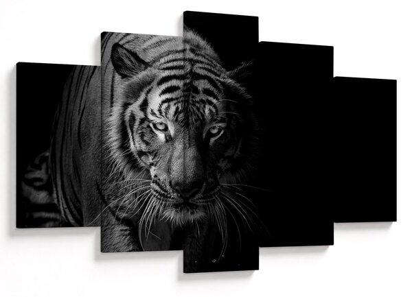 Obraz divokého tigra (150x105 cm)