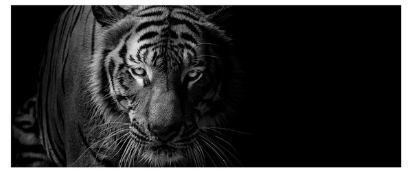 Obraz divokého tigra (120x50 cm)