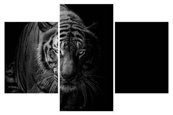 Obraz divokého tigra (90x60 cm)