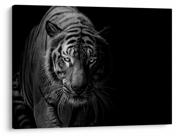 Obraz divokého tigra (70x50 cm)
