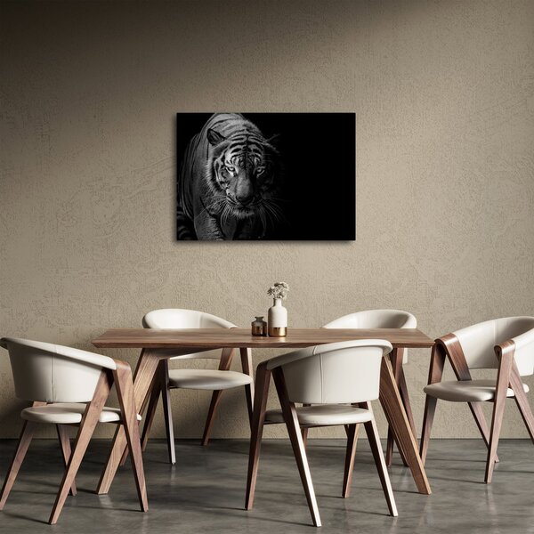 Obraz divokého tigra (70x50 cm)