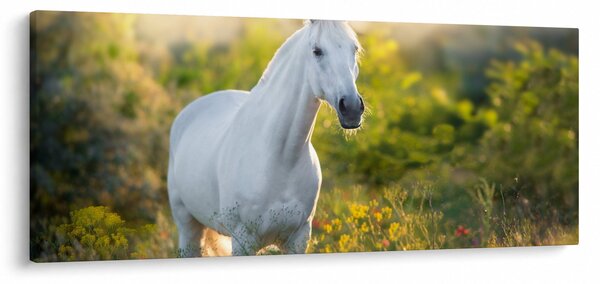 Obraz bieleho koňa na lúke (120x50 cm)