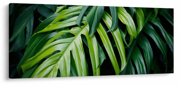 Obraz - Tropické listy (120x50 cm)