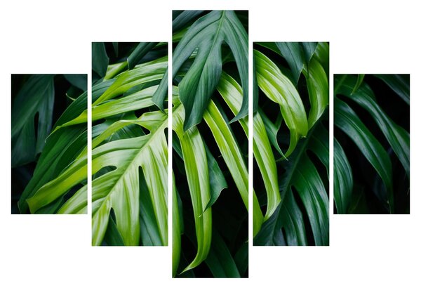 Obraz - Tropické listy (150x105 cm)