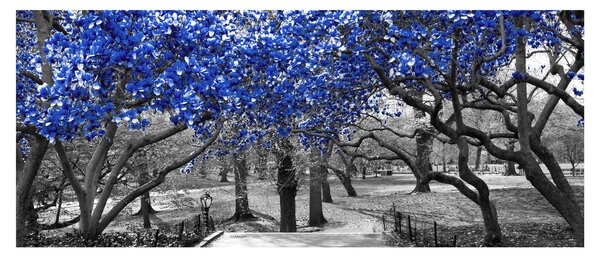 Obrázok - Modré stromy, Central Park, New York (120x50 cm)