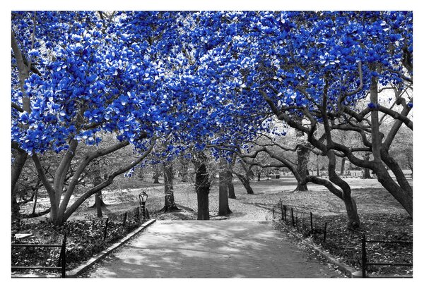 Obrázok - Modré stromy, Central Park, New York (90x60 cm)