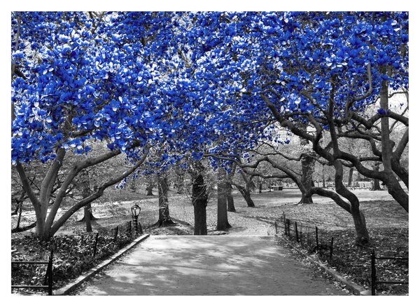 Obrázok - Modré stromy, Central Park, New York (70x50 cm)