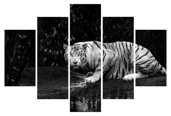 Obraz - Tiger albín, čiernobiely (150x105 cm)