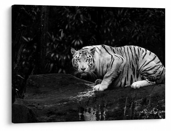 Obraz - Tiger albín, čiernobiely (70x50 cm)