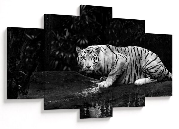 Obraz - Tiger albín, čiernobiely (150x105 cm)