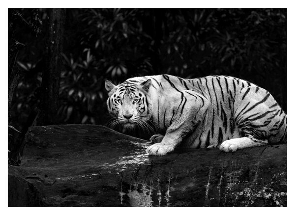 Obraz - Tiger albín, čiernobiely (70x50 cm)