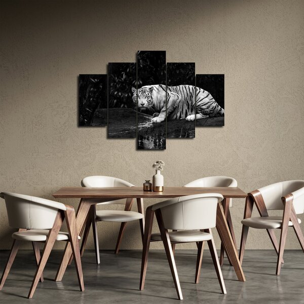 Obraz - Tiger albín, čiernobiely (150x105 cm)