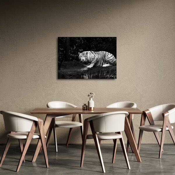 Obraz - Tiger albín, čiernobiely (70x50 cm)