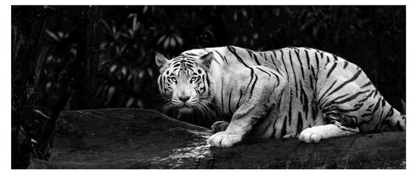 Obraz - Tiger albín, čiernobiely (120x50 cm)