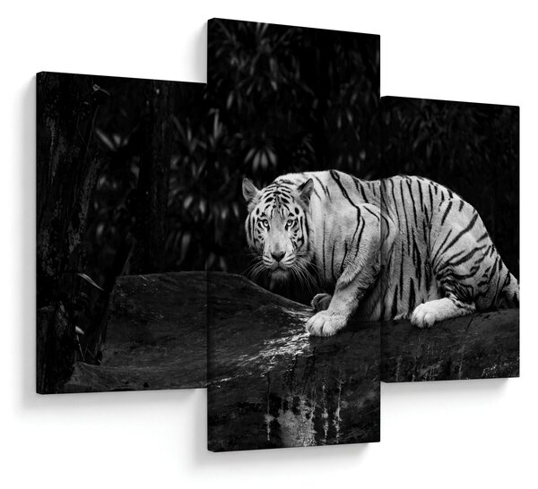 Obraz - Tiger albín, čiernobiely (90x60 cm)