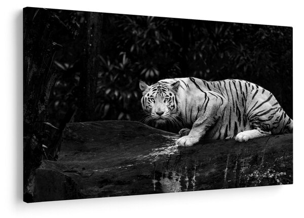 Obraz - Tiger albín, čiernobiely (90x60 cm)