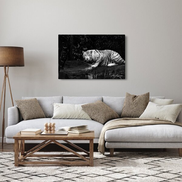 Obraz - Tiger albín, čiernobiely (90x60 cm)